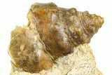Jurassic Sea Snail (Pleurotomaria) Fossil - Évrecy, France #367895-1